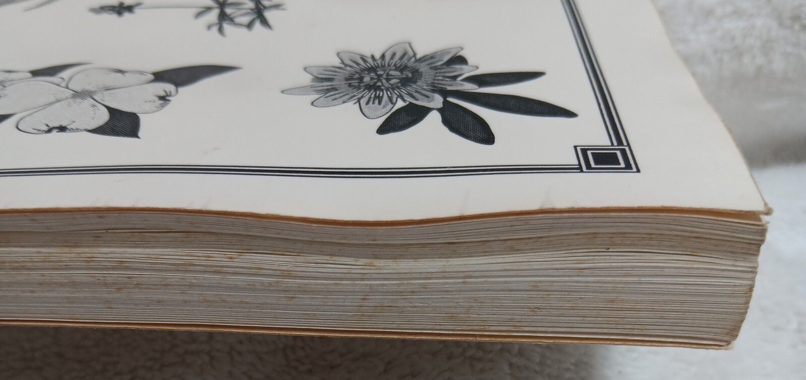 Herbal & Folk Medicine of Louisiana and the South (Touchstone • 1993 • Signed)